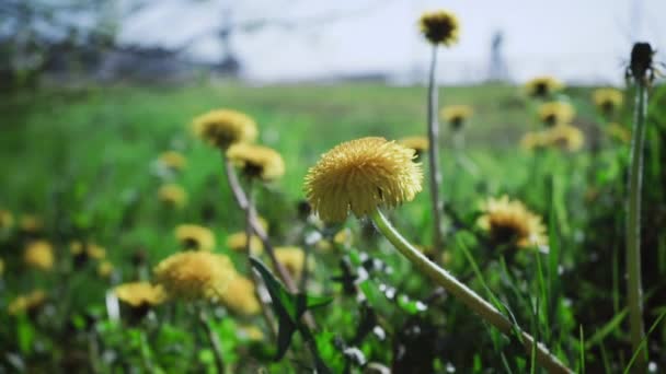 Fioritura fiori di tarassaco nel parco — Video Stock