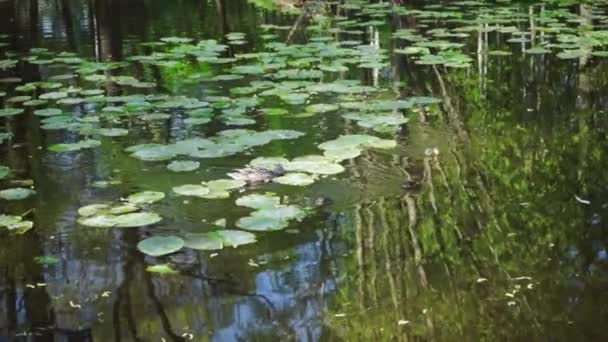 Vadkacsa vagy vadkacsa a parkban a csajokkal. Állatcsalád. vadon élő madarak — Stock videók