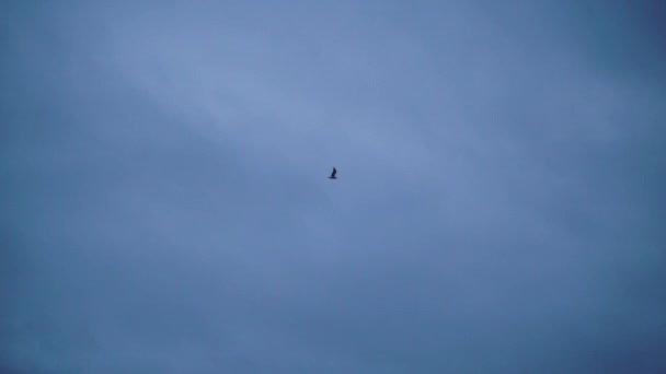 Морская чайка в голубом небе вечером — стоковое видео