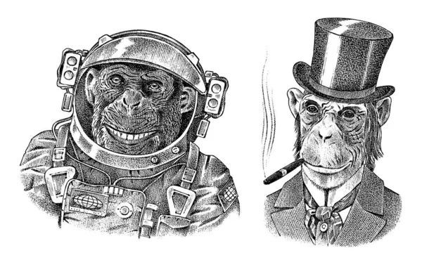 Astronaute singe et gentleman avec un cigare. Chimpanzé Spaceman habillé en costume. Mode Caractère animal. Croquis dessiné à la main. Illustration vectorielle gravée pour étiquette, logo et T-shirts ou tatouage . — Image vectorielle