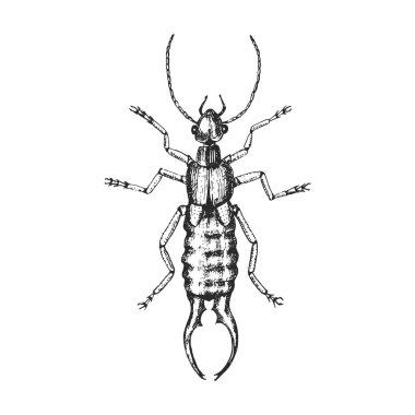 Yaygın bir kulaklık. Eski el yapımı, kabartmalı ahşap oymalı böcek böceği..
