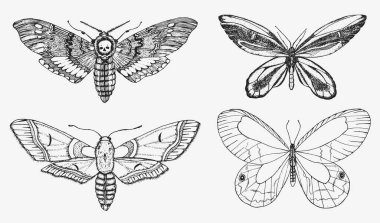 Kelebek ya da yabani güveler. Mistik bir sembol ya da özgürlüğün böcekbilimsel sembolü. Düğün kartı ya da logo için el yazması bir eskiz. Vektör çizimi. Eklembacaklı hayvanlar.