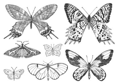 Kelebek ya da yabani güveler. Mistik bir sembol ya da özgürlüğün böcekbilimsel sembolü. Düğün kartı ya da logo için el yazması bir eskiz. Vektör çizimi. Eklembacaklı hayvanlar.