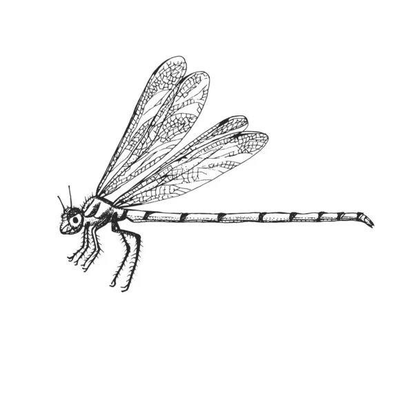 Odonata Insektenkäfer im alten handgezeichneten Stil gravierte Illustration Holzschnitt. — Stockvektor
