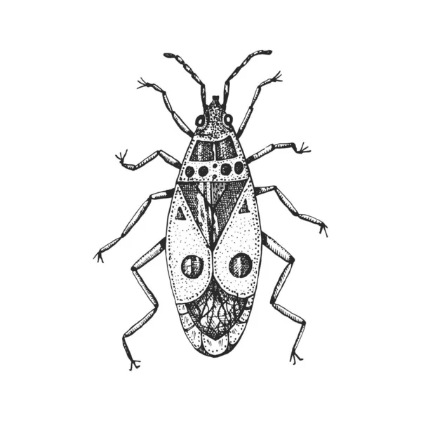 Insekter insektsskalbaggar. Eldflugan, Pyrrhocoris apterus i vintage gammal handritad stil graverad illustration träsnitt. — Stock vektor