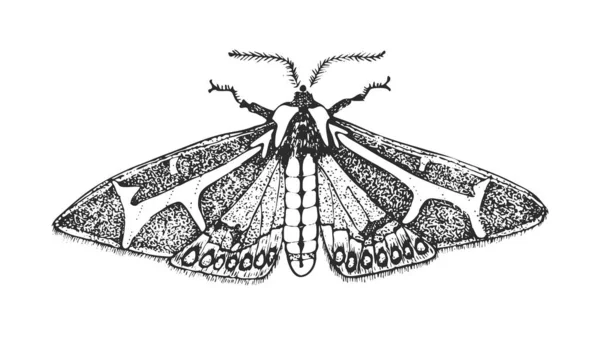 Schmetterlings- oder Motteninsekten. Dysschema mariamne. Mystisches Symbol oder Entomologie der Freiheit. Gravierte handgezeichnete Vintage-Skizze für Hochzeitskarte oder Logo. Vektorillustration. Gliederfüßer. — Stockvektor