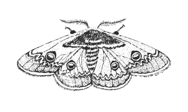 Borboleta ou insetos selvagens. Traça de pavão gigante. Símbolo místico ou entomológico da liberdade. Esboço vintage gravado à mão desenhado para cartão de casamento ou logotipo. Ilustração vetorial. Artrópodes . —  Vetores de Stock