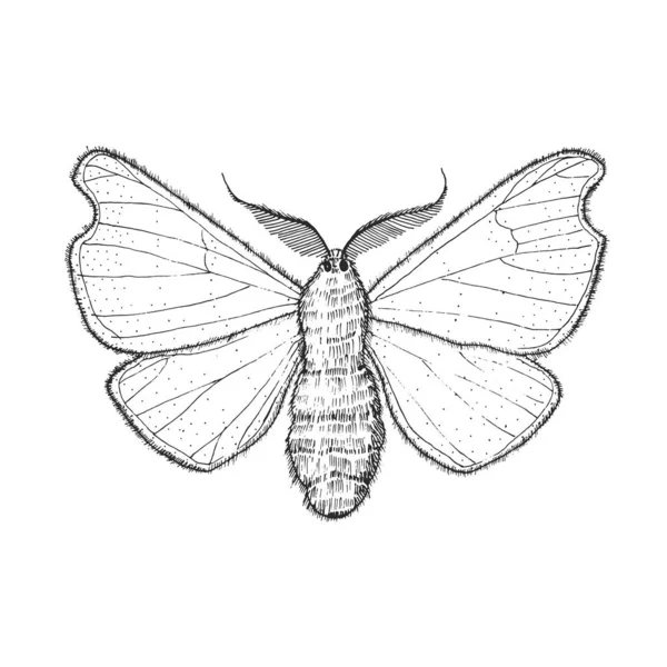 蝶や野生の蛾昆虫。神秘的なシンボルや自由の昆虫学。結婚式のカードやロゴのための手描きのヴィンテージスケッチを刻まれた。ベクトルイラスト。節足動物. — ストックベクタ