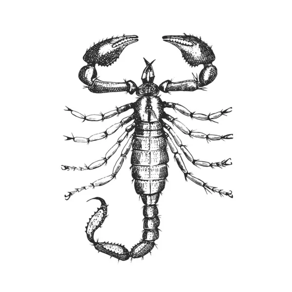 Skorpion Insektenkäfer im alten handgezeichneten Stil gravierte Illustration Holzschnitt. — Stockvektor