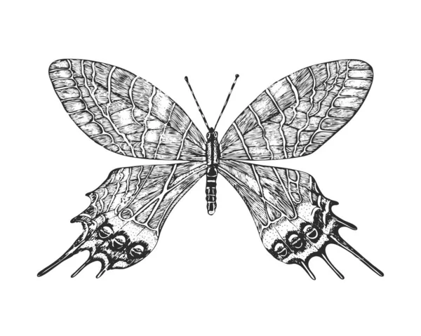 Vlinders of wilde motten insecten. Bhutanitis lidderdalii of Bhutan glorie. Mystiek symbool of entomologisch van vrijheid. Gegraveerde handgetekende vintage schets voor trouwkaart of logo. — Stockvector