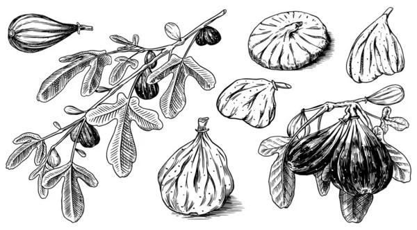 Higos frescos listos. Especia de desintoxicación. Fruta seca, trozos cortados. Follaje, planta y rama. Boceto dibujado a mano grabado vectorial para etiqueta, póster o menú . — Vector de stock