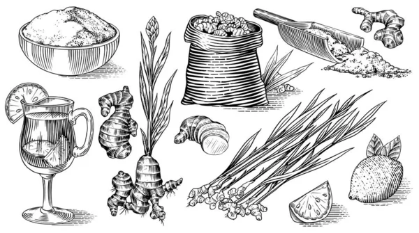 生姜根、切碎的根茎、新鲜植物、袋子和杯子中的茶。矢量雕刻手绘草图.成套配料的碎片。排毒香料. — 图库矢量图片