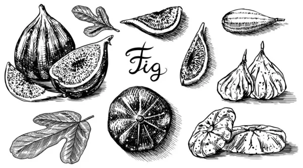 Fresh figs set. Detox spice. Dried fruit, cut pieces. Foliage, plant and branch. Vector Engraved hand drawn sketch for label, poster or menu. — Stock Vector