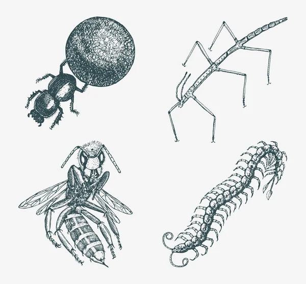 Stick και μέλισσα και Scolopendra και βαρετά σκαθάρια κοπριά. Έντομα σφάλματα και πολλά είδη σε vintage παλιό χέρι που στυλ χαραγμένο εικονογράφηση ξυλογραφία. — Διανυσματικό Αρχείο