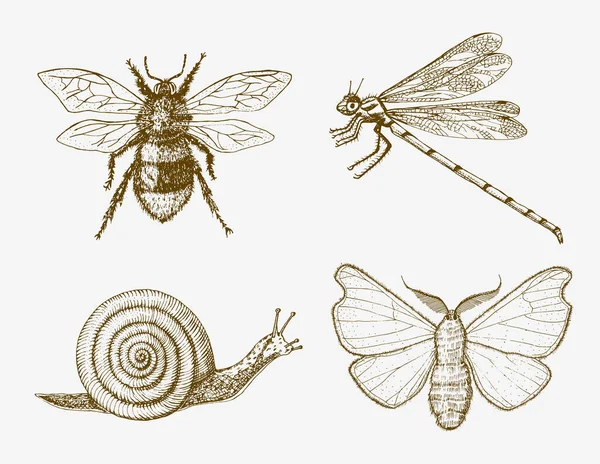 Slak bij libelle vlinder. Insecten insecten kevers en vele soorten in vintage oude hand getekende stijl gegraveerde illustratie houtsnede. — Stockvector