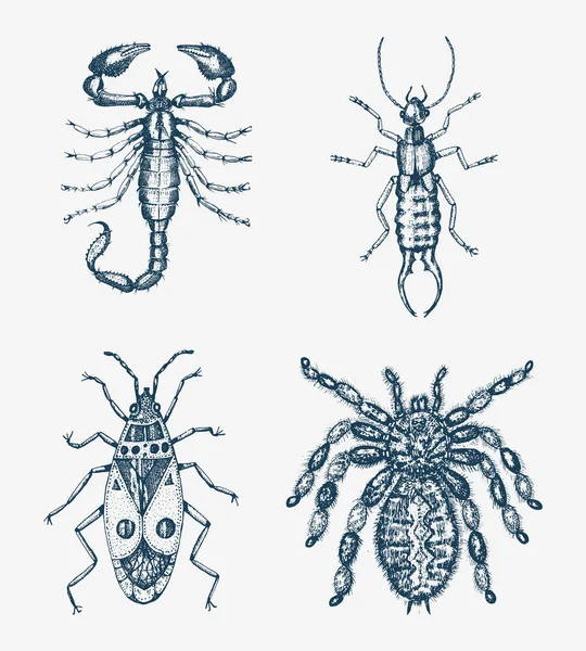 スコーピオンとクモ。古い手描きスタイルの彫刻イラストの木版画で虫虫のカブトムシや蜂の多くの種を昆虫. — ストックベクタ