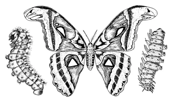 蝶や野生の蛾や毛虫昆虫。神秘的なシンボルや自由の昆虫学。結婚式のカードやロゴのための手描きのヴィンテージスケッチを刻まれた。ベクトルイラスト。節足動物. — ストックベクタ