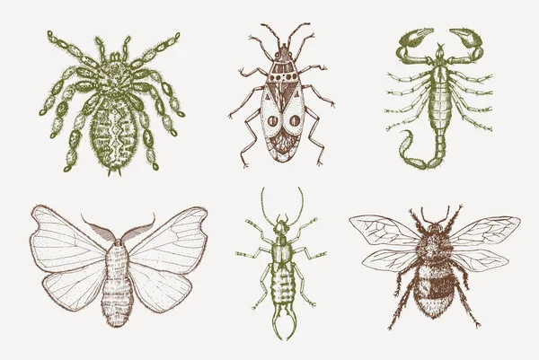蝎子和蜘蛛昆虫昆虫甲虫和蜜蜂的许多种类在古老的古老的手绘木刻图案中. — 图库矢量图片