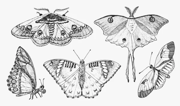 Butterfly or wild moths insects. Mystical symbol or entomological of freedom. Engraved hand drawn vintage sketch for wedding card or logo. Vector illustration. Arthropod animals. — Stock Vector