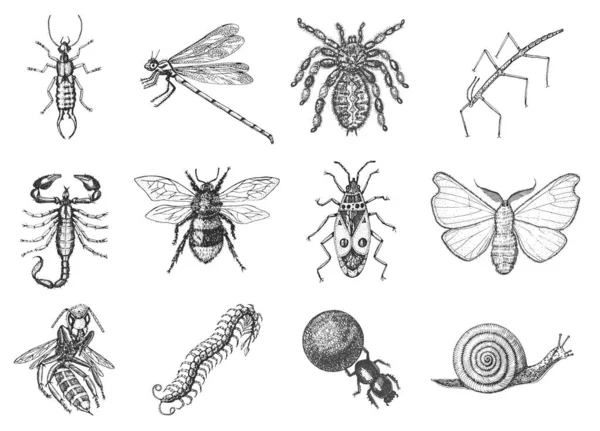 Καρφί μέλισσας πεταλούδα λιβελούλα. Σκορπιός και αράχνη. Έντομα σκαθάρια ζωύφια και πολλά είδη σε vintage παλιό χέρι στυλ χαραγμένο εικονογράφηση ξυλόγλυπτο. — Διανυσματικό Αρχείο