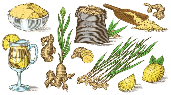 Racine de gingembre, rhizome haché, plante fraîche, sac et thé dans une tasse en verre. Croquis vectoriel gravé à la main. Ensemble de morceaux d'ingrédients. Épice désintoxication. — Image vectorielle