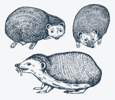 Hedgehog set. Spiny forest animal. Vector Engraved hand drawn Vintage sketch for label or poster. clipart