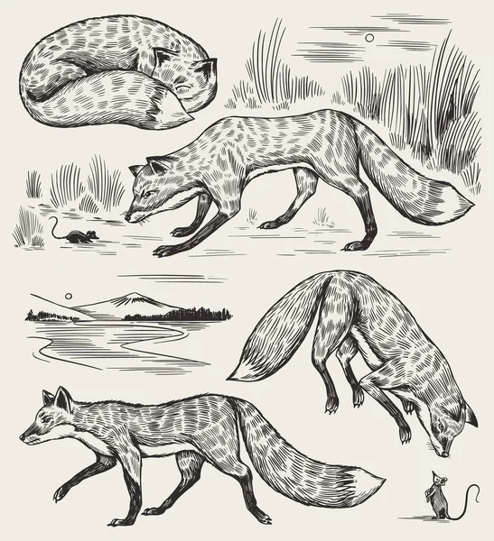 Een wilde rode vos. Bos gember dier vliegen en springen. Vector Handgegraveerde Vintage schets voor label of poster. — Stockvector