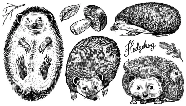 Conjunto Hedgehog. Um animal da floresta espinhoso. Vetor Gravado à mão desenhado Esboço vintage para etiqueta ou cartaz. — Vetor de Stock