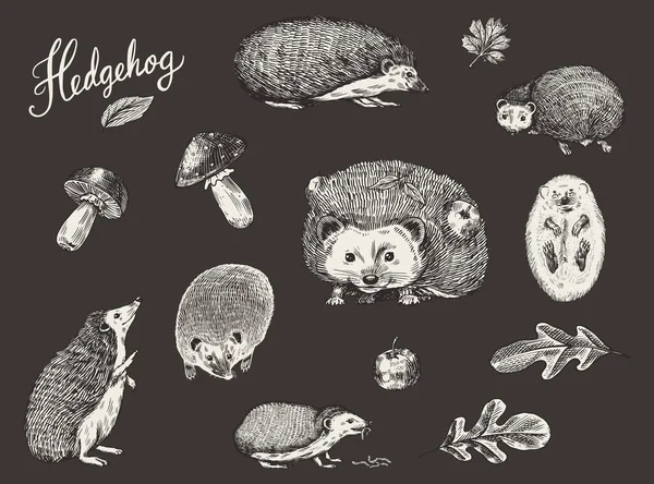 ヘッジホッグセット。スパイシーな森の動物。ベクトル刻ま手描きラベルやポスターのためのヴィンテージスケッチ. — ストックベクタ