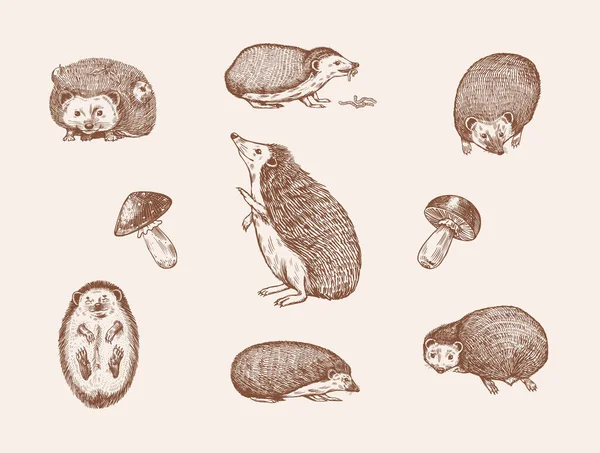 Conjunto Hedgehog. Um animal da floresta espinhoso. Vetor Gravado à mão desenhado Esboço vintage para etiqueta ou cartaz. —  Vetores de Stock