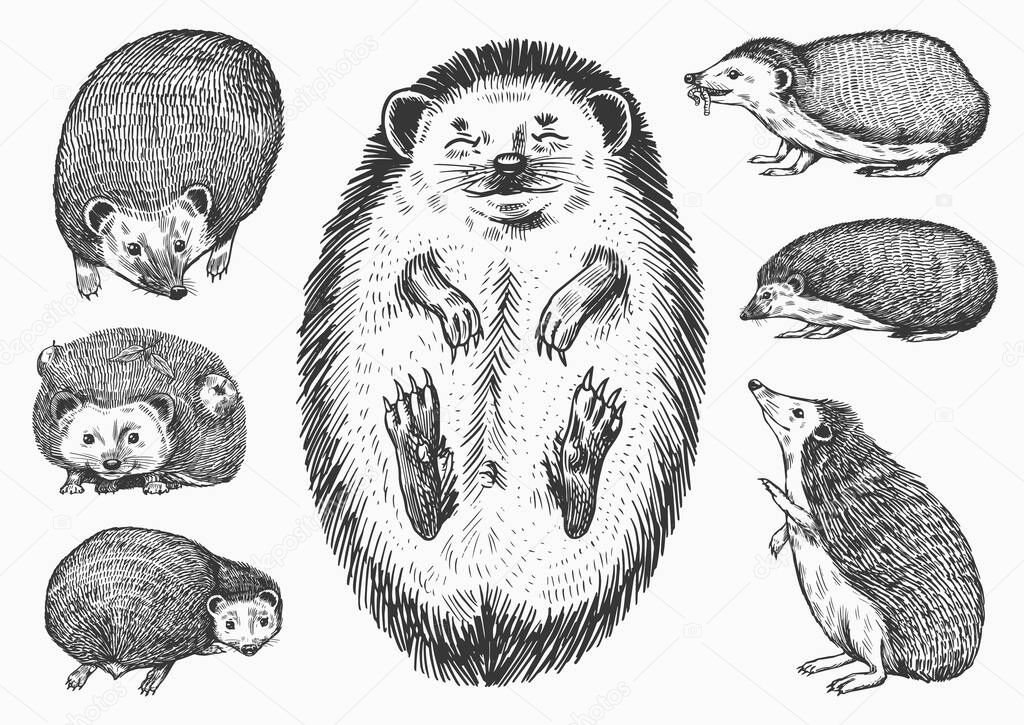 Hedgehog set. Spiny forest animal. Vector Engraved hand drawn Vintage sketch for label or poster. Vector illustration