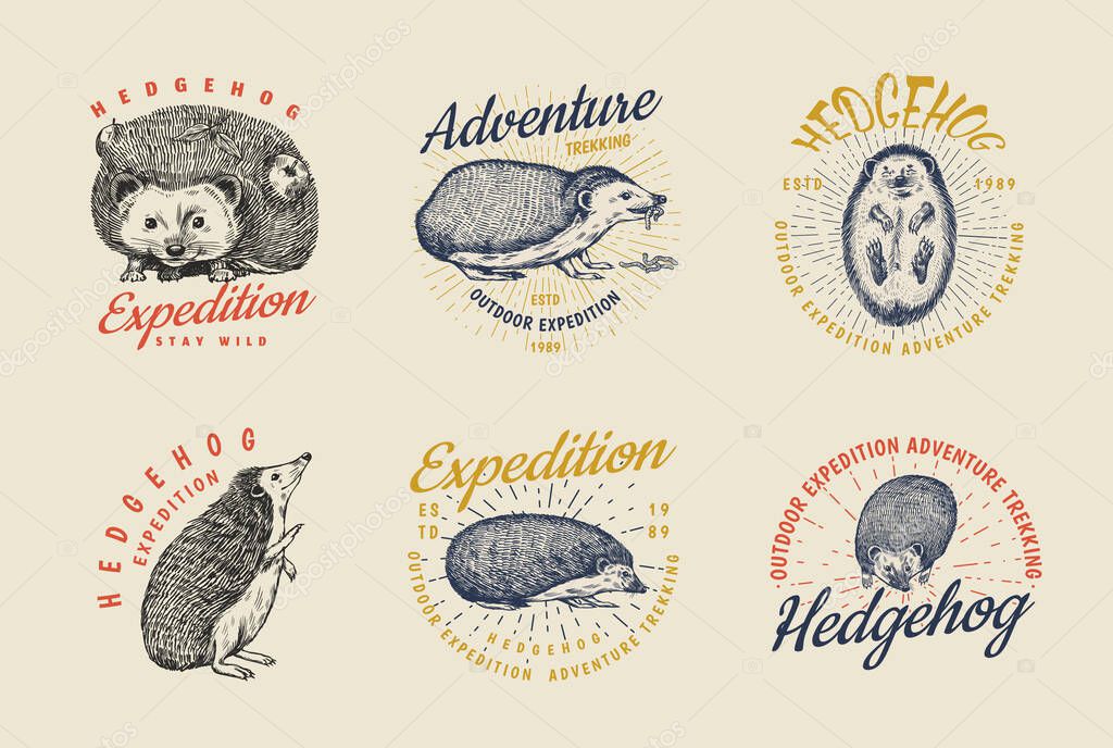 Hedgehog badge. Spiny forest wild animal label or logo. Vector Engraved hand drawn Vintage old sketch for stamp, t-shirt or typography. Vector illustration