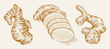 Zencefil kökü, doğranmış rizom, taze bitki. Vektör oymalı el çizimi çizimi. Malzeme seti parçaları. Detox baharatı. 