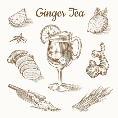Zencefilli çay posteri. Pirzola veya kök, taze bitki, poşet ve cam bardak içinde çay. Vektör oymalı el çizimi çizimi. Malzeme seti parçaları. Detox baharatı. 