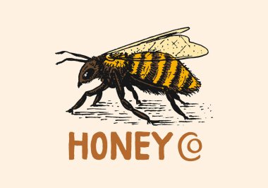 Bal ve arılar. Tipografi, dükkan veya tabela için klasik logo. Tişörtler için rozet. El çizimi eskiz. Vektör illüstrasyonu.