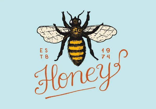 Honey and bees. Vintage logo for typography, shop or signboards. Badge for t-shirts. Hand Drawn engrave sketch. Vector illustration. Stock Illustration