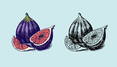 Taze incir. Meyve yaprağı. Detoks baharatı. Damga, tişört ya da tipografi ya da menü için oyulmuş el yazısı taslağı. 