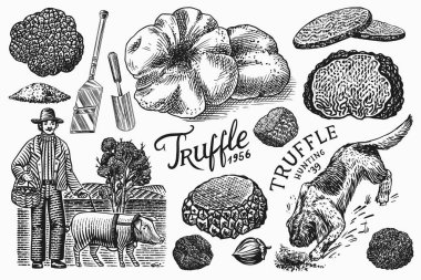 Truffles mushrooms set. Hog and Lagotto Romagnolo dog. Engraved hand drawn vintage sketch. Ingredients for cooking food. Woodcut style. Vector illustration. clipart