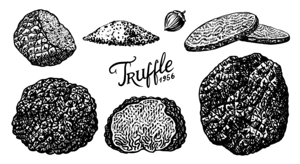 Truffels champignons gezet. Gegraveerde handgetekende vintage schets. Ingrediënten voor het koken van voedsel. Houtsnijstijl. Vectorillustratie. — Stockvector