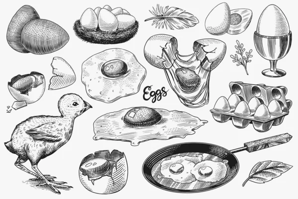 Huevos y pollitos, productos de granja, tortilla revuelto, embalaje y nido. Dibujo vintage grabado a mano. Estilo Woodcut. Ilustración vectorial para menú o póster. — Vector de stock