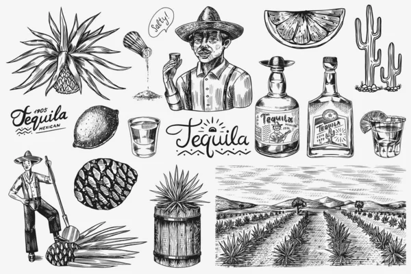 Tequila láhev, limetka, modrý agave Rostlina, barel a kořenová přísada, farmář a sklizeň. Rytá ručně kreslená skica. Styl dřevořezu. Vektorová ilustrace pro menu nebo plakát. — Stockový vektor