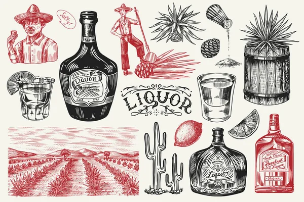 Bouteille d'alcool, tirée à la chaux, agave bleue Plante, baril et ingrédient racinaire, agriculteur et récolte. Esquisse vintage gravée à la main. Style Woodcut. Illustration vectorielle pour menu ou affiche. — Image vectorielle