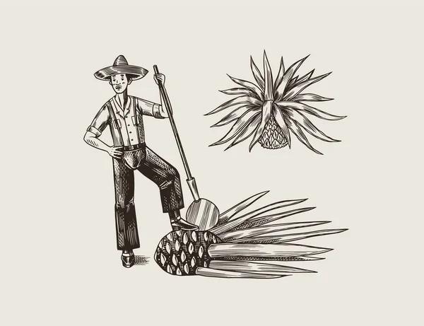 Agave Plant for Cooking tequila. Fruit and farmer and harvest. Retro poster or banner. Engraved hand drawn vintage sketch. Woodcut style. Vector illustration. — Stock Vector