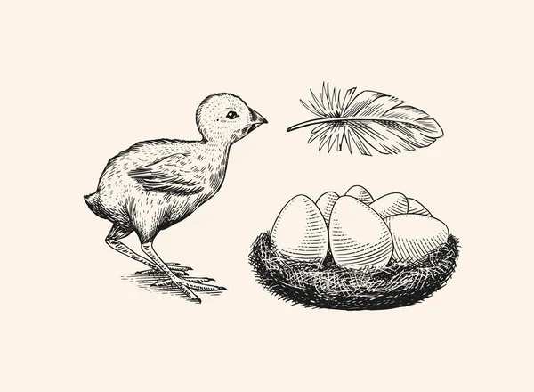Kyckling och fjäder, bo med ägg. Jordbruksprodukt. Graverad handritad vintage skiss. Träsnitt. Vektor illustration för meny eller affisch. — Stock vektor