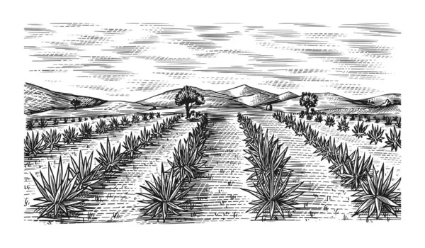 Agave fält. Vintage retro landskap. Skördar för tequila. Graverad handritad skiss. Träsnitt. Vektor illustration för meny eller affisch. — Stock vektor