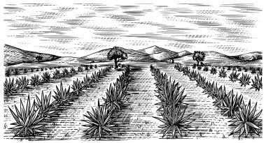 Agave alanı. Eski moda peyzaj. Tekila yapmak için hasat. Elle çizilmiş bir eskiz. Ahşap kesim. Menü veya poster için vektör illüstrasyonu.