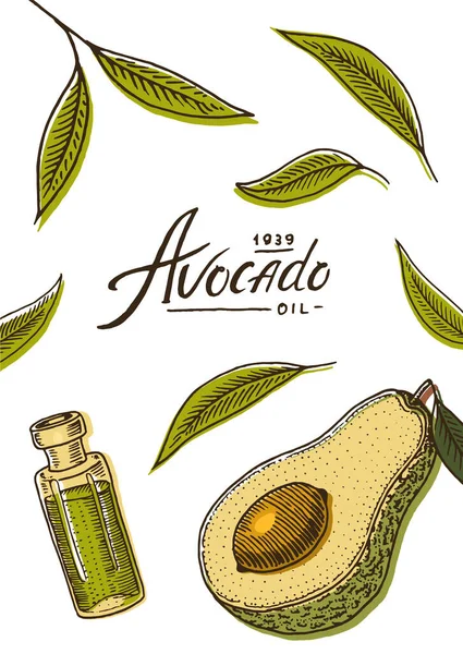 Tarjeta de aguacate. Plantilla verde. Banner de bio producto orgánico natural. Comida vegetariana. Aceite en la botella. Vector aislado dibujado a mano. Cartel Vintage Esbozo monocromo grabado — Vector de stock