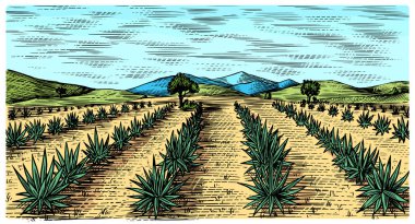 Agave alanı. Eski moda peyzaj. Tekila yapmak için hasat. Elle çizilmiş bir eskiz. Ahşap kesim. Menü veya poster için vektör illüstrasyonu.