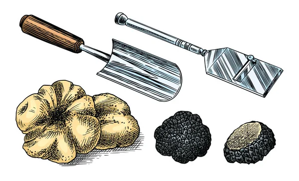 Truffels champignons. Gegraveerde handgetekende vintage schets. Instrumenten en Ingrediënten voor het koken van voedsel. Houtsnijstijl. Vectorillustratie. — Stockvector