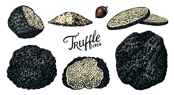 Jogo de cogumelos Trufas. Gravado mão desenhado esboço vintage. Ingredientes para cozinhar alimentos. Estilo Woodcut. Ilustração vetorial. —  Vetores de Stock